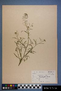 Thelypodium wrightii image